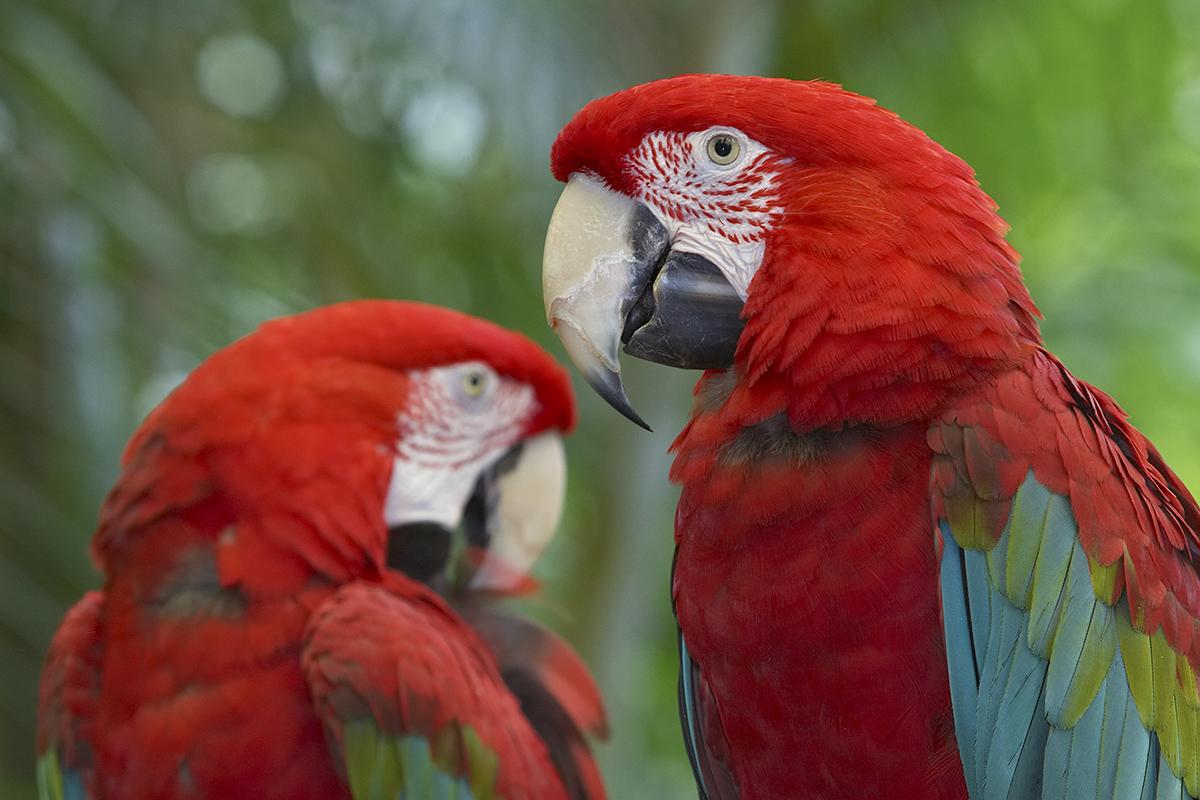 Red (and Pink) Alert | San Diego Zoo Wildlife Alliance